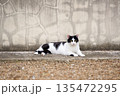 5月、リラックスする野良猫 135472295