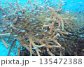 枝珊瑚に隠れるキンメモドキの群れ　水中写真 135472388