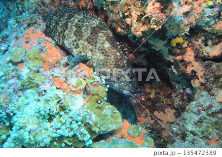 珊瑚礁に隠れるカンモンハタ　水中写真 135472389