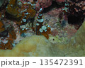 イソギンチャクモエビのぺア　水中写真 135472391