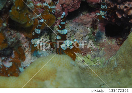 イソギンチャクモエビのぺア 水中写真 イソギンチャクモエビのぺア 水中写真 135472391