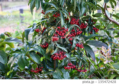 マンリョウ Coralberry マンリョウ Coralberry 135472428