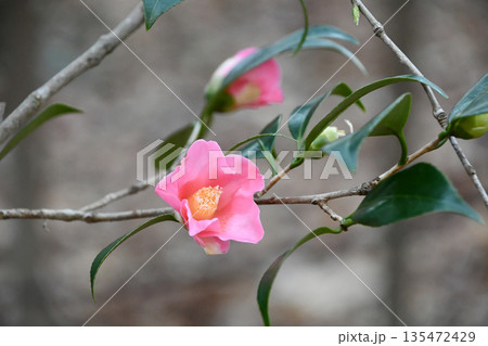 椿「雛侘助」 Camellia wabisuke 'HIna-wabisuke' 椿「雛侘助」 Camellia wabisuke 'HIna-wabisuke' 135472429