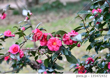 寒椿 Kan-tsubaki camellia 寒椿 Kan-tsubaki camellia 135472432