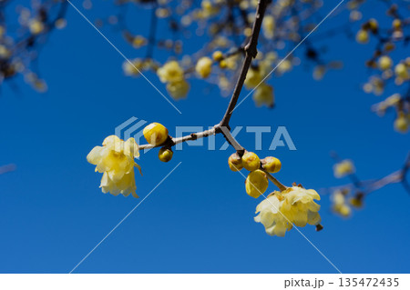 青空に映える蝋梅の花と冬の枝 青空に映える蝋梅の花と冬の枝 135472435