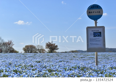 広島　春　ネモフィラ　花夢の里 135472524