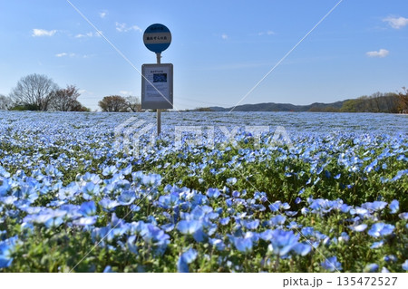 広島　春　ネモフィラ　花夢の里 135472527