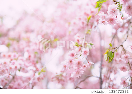 Pink cherry blossom of sakura tree tunnel at springtime Pink cherry blossom of sakura tree tunnel at springtime 135472551