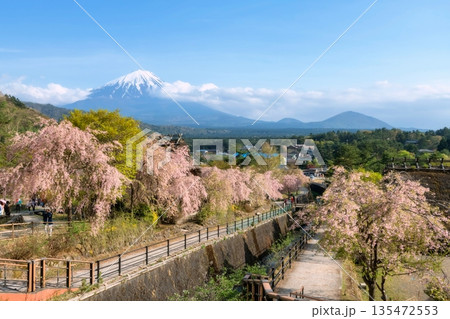 Saiko Iyashi no Sato village with mt. Fuji and pink sakura blossom Saiko Iyashi no Sato village with mt. Fuji and pink sakura blossom 135472553
