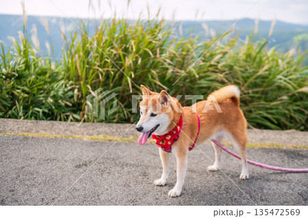 Shiba inu dog at Daikanbo observatory summit, Mt. Aso, Kumamoto 135472569