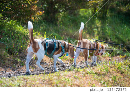 Beagle dogs climb up at Daikanbo observatory, Mt. Aso 135472573