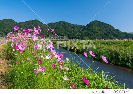Beautiful pink cosmos flowers by river at Ogomorihana Park. Kumamoto 135472574