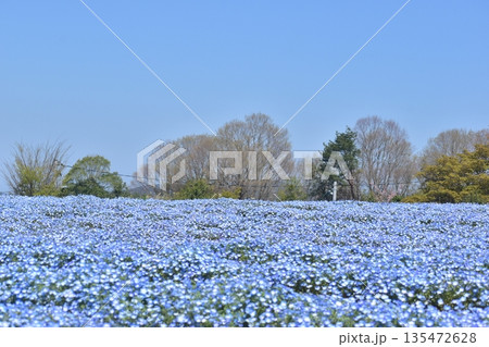 広島　春　ネモフィラ　花夢の里 135472628