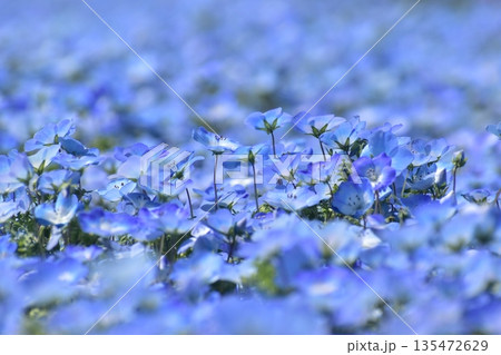 広島　春　ネモフィラ　花夢の里 135472629