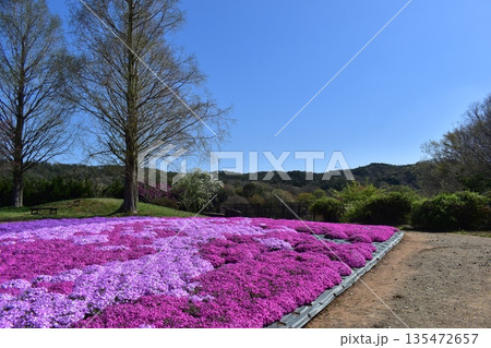 広島 春 芝桜 花夢の里 広島 春 芝桜 花夢の里 135472657