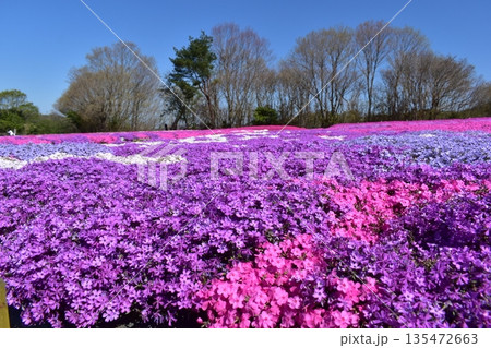 広島　春　芝桜　花夢の里 135472663