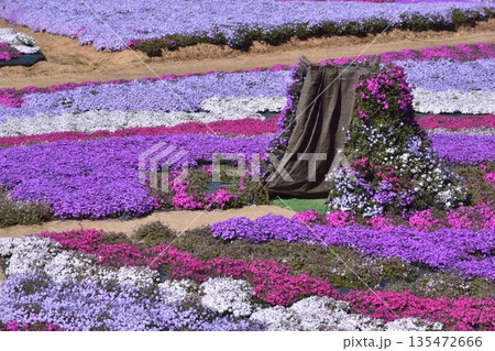 広島　春　芝桜　花夢の里 135472666
