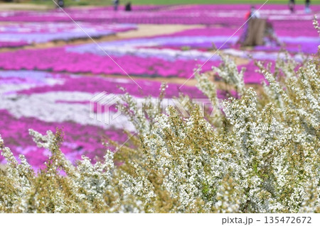 広島 春 芝桜 花夢の里 広島 春 芝桜 花夢の里 135472672