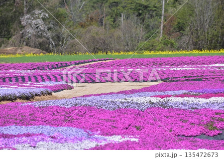 広島 春 芝桜 花夢の里 広島 春 芝桜 花夢の里 135472673
