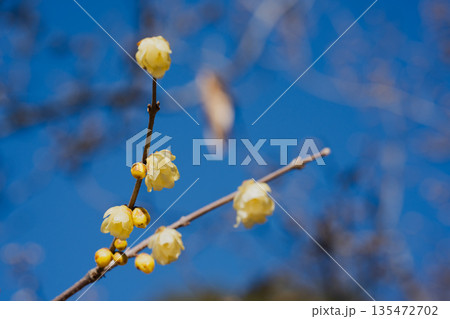 柔らかなボケに包まれた蝋梅の花 柔らかなボケに包まれた蝋梅の花 135472702