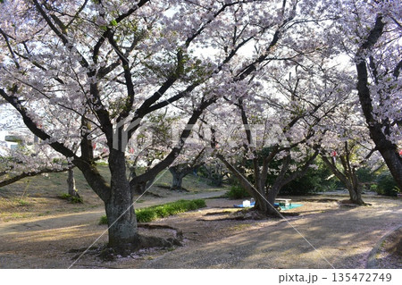 山口 山口県 桜 春 戦場ヶ原公園 山口 山口県 桜 春 戦場ヶ原公園 135472749
