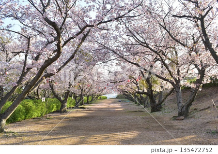 山口 山口県 桜 春 戦場ヶ原公園 山口 山口県 桜 春 戦場ヶ原公園 135472752