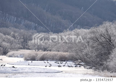 厳冬の鶴居村　霧氷輝く雪裡川　音羽橋から望む 135472937