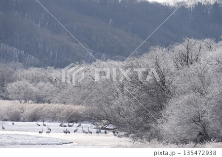 厳冬の鶴居村　霧氷輝く雪裡川　音羽橋から望む 135472938