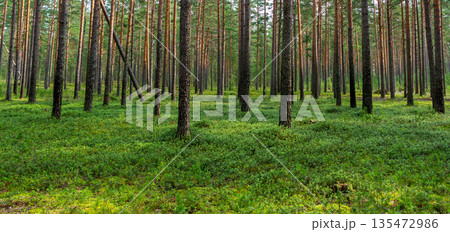 Panorama of a pine forest in its natural state. Green forest glade with growing lingonberry bushes. Panorama of a pine forest in its natural state. Green forest glade with growing lingonberry bushes. 135472986
