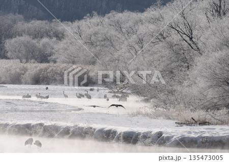 厳冬の鶴居村　霧氷輝く雪裡川　音羽橋から望む 135473005