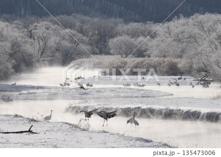厳冬の鶴居村　霧氷輝く雪裡川　音羽橋から望む 135473006