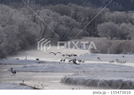 厳冬の鶴居村　霧氷輝く雪裡川　音羽橋から望む 135473010