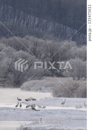 厳冬の鶴居村 霧氷輝く雪裡川 音羽橋から望む 厳冬の鶴居村 霧氷輝く雪裡川 音羽橋から望む 135473011