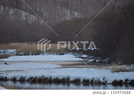 厳冬の鶴居村 丹頂鶴舞う雪裡川 厳冬の鶴居村 丹頂鶴舞う雪裡川 135473088