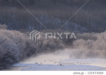 厳冬の鶴居村 霧氷輝く雪裡川 音羽橋から望む 厳冬の鶴居村 霧氷輝く雪裡川 音羽橋から望む 135473089