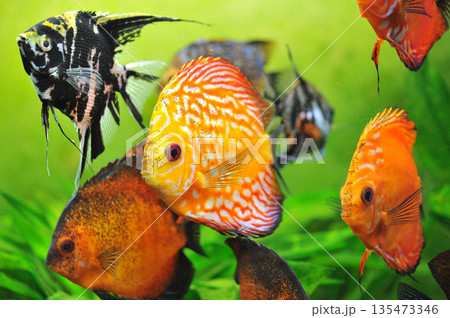 Symphysodon and Pterophyllum scalare Symphysodon and Pterophyllum scalare 135473346