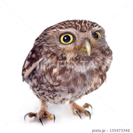 Little owl 135473348