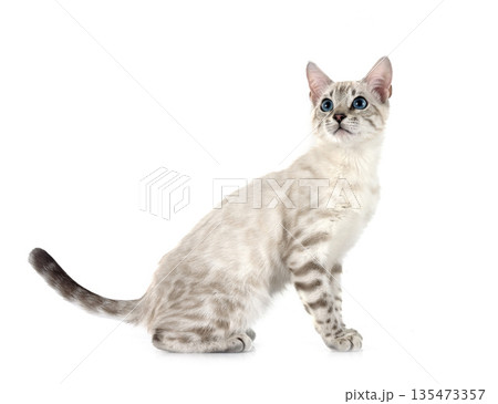 bengal kitten in studio bengal kitten in studio 135473357