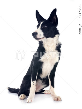 puppy border collie puppy border collie 135473362