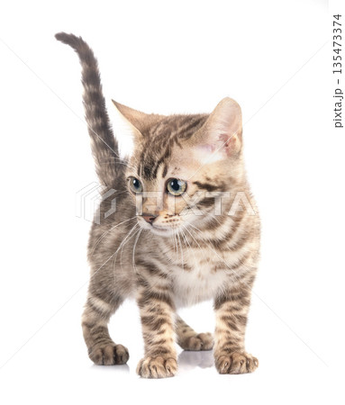 bengal kitten in studio bengal kitten in studio 135473374