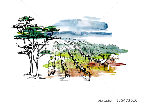 Watercolor and ink vineyard scene with grapevines rows, cloudy sky, closeup of cedar or umbrella pine trees. Isolated illustration for wine branding, labels, culinary Mediterranean lifestyle themes. Watercolor and ink vineyard scene with grapevines rows, cloudy sky, closeup of cedar or umbrella pine trees. Isolated illustration for wine branding, labels, culinary Mediterranean lifestyle themes. 135473616
