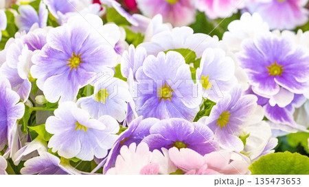 青紫のプリムラの花 アップ 青紫のプリムラの花 アップ 135473653