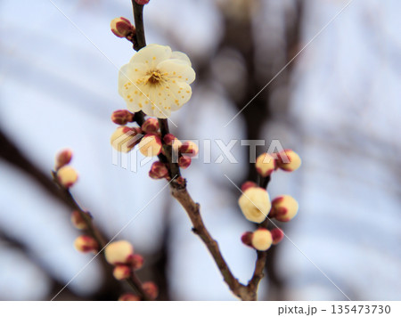 1月に美しく咲いた白い梅 1月に美しく咲いた白い梅 135473730