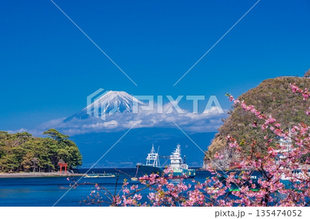 (静岡県)河津桜咲く西伊豆戸田港から海越しに、新雪をまとった富士山 (静岡県)河津桜咲く西伊豆戸田港から海越しに、新雪をまとった富士山 135474052