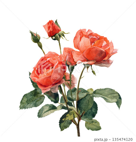Watercolor blooming lush coral red roses with unopened buds and vibrant green leaves clip art illustration isolated on white background 135474120