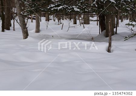 北海道　真冬の原生林 135474302