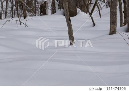 北海道 真冬の原生林 北海道 真冬の原生林 135474306