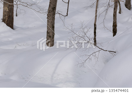 北海道　真冬の原生林 135474401