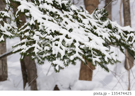 北海道　真冬の原生林 135474425