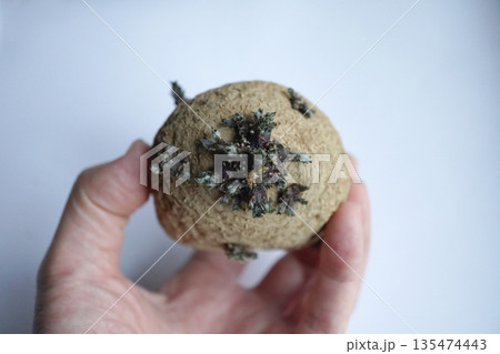 ジャガイモの浴光催芽03 135474443